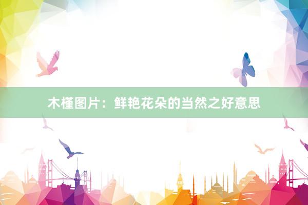 木槿图片：鲜艳花朵的当然之好意思